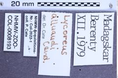Etiketten zu Lycoreus alluaudi (Candèze, 1900) (NHMW-ZOO-COL-0008193)